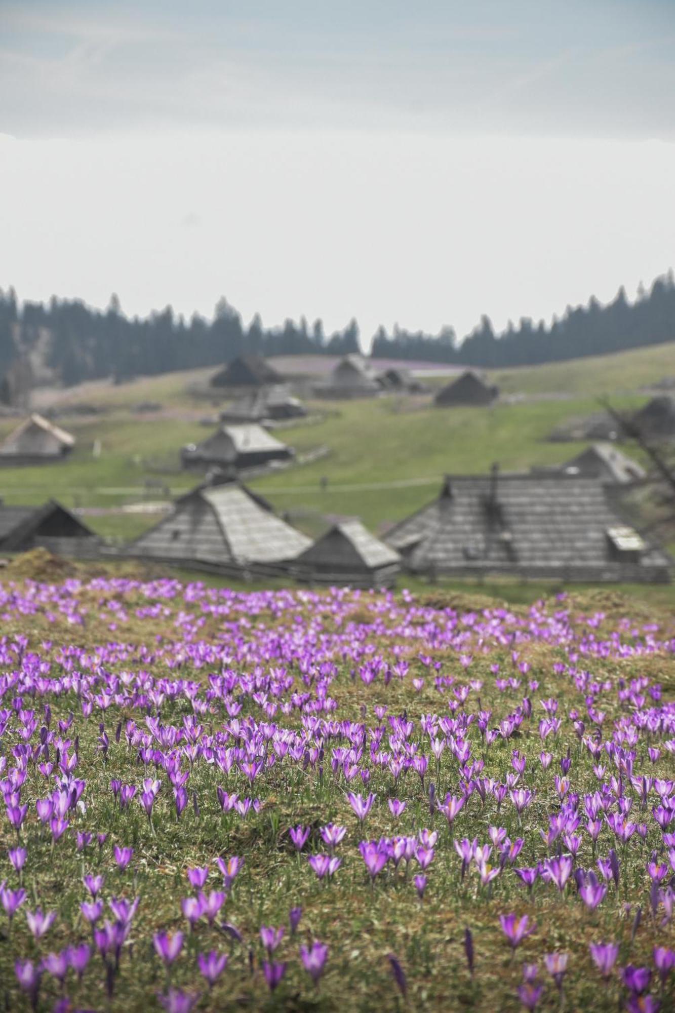 Velika Planina - Chalet Stane - Alps Stahovica Exterior foto